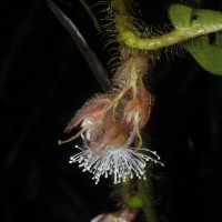 Symplocos pulchra subsp. hispidula (Thwaites) Noot.